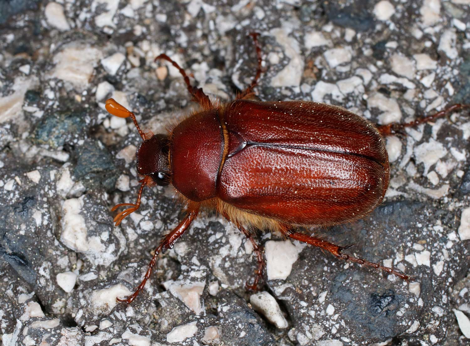 Melolonthidae: Rhizotrogus aestivus?  No, Holochelus fraxinicola